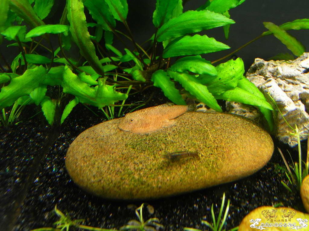 新人的一贴，发发小弟的灯鱼原生混养缸。