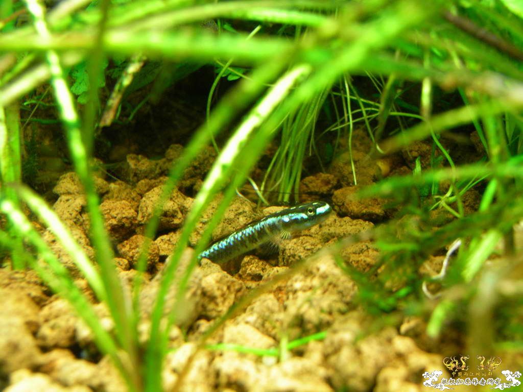 新人的一贴，发发小弟的灯鱼原生混养缸。