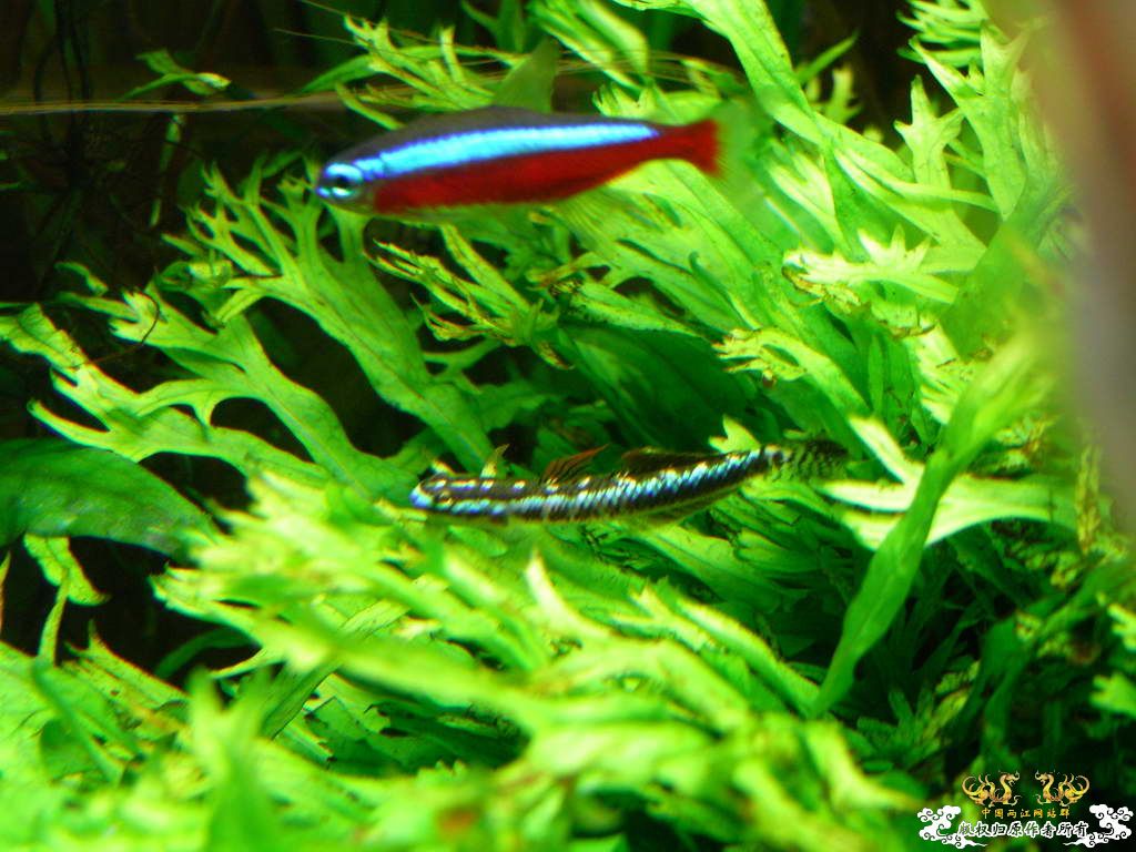 新人的一贴，发发小弟的灯鱼原生混养缸。