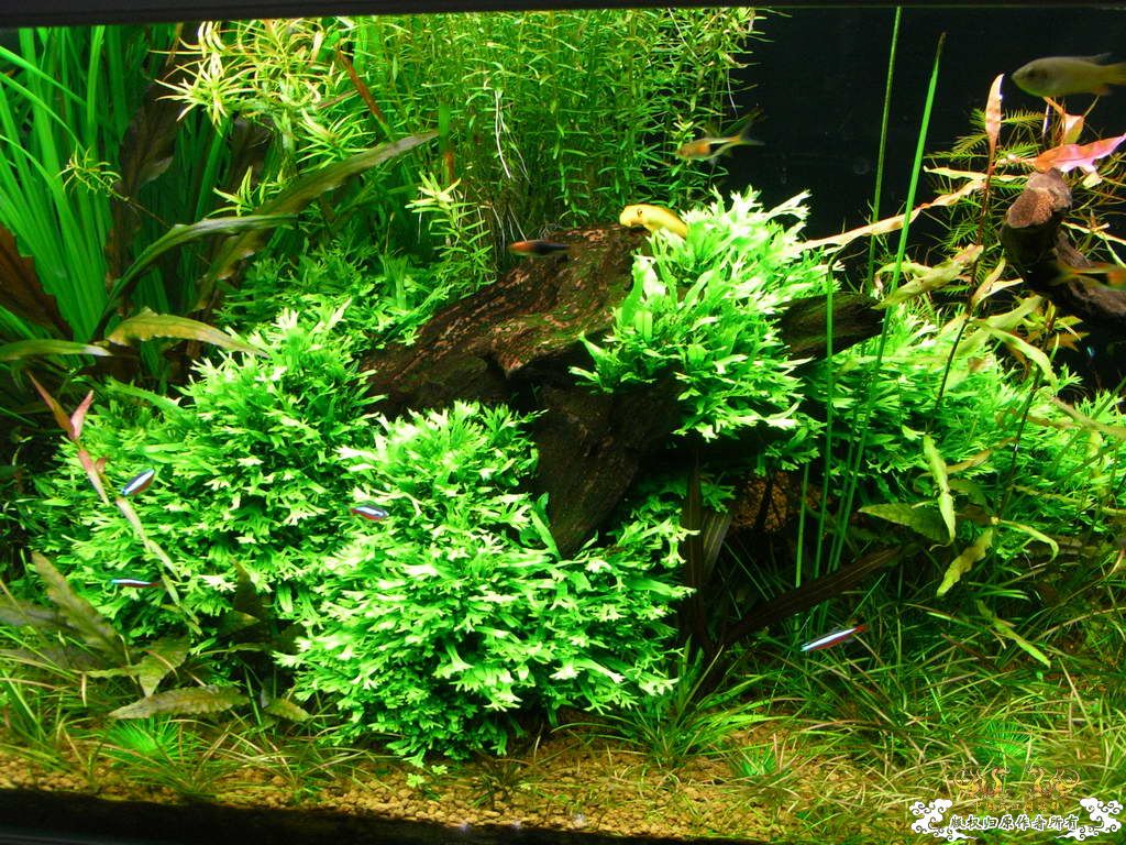 新人的一贴，发发小弟的灯鱼原生混养缸。