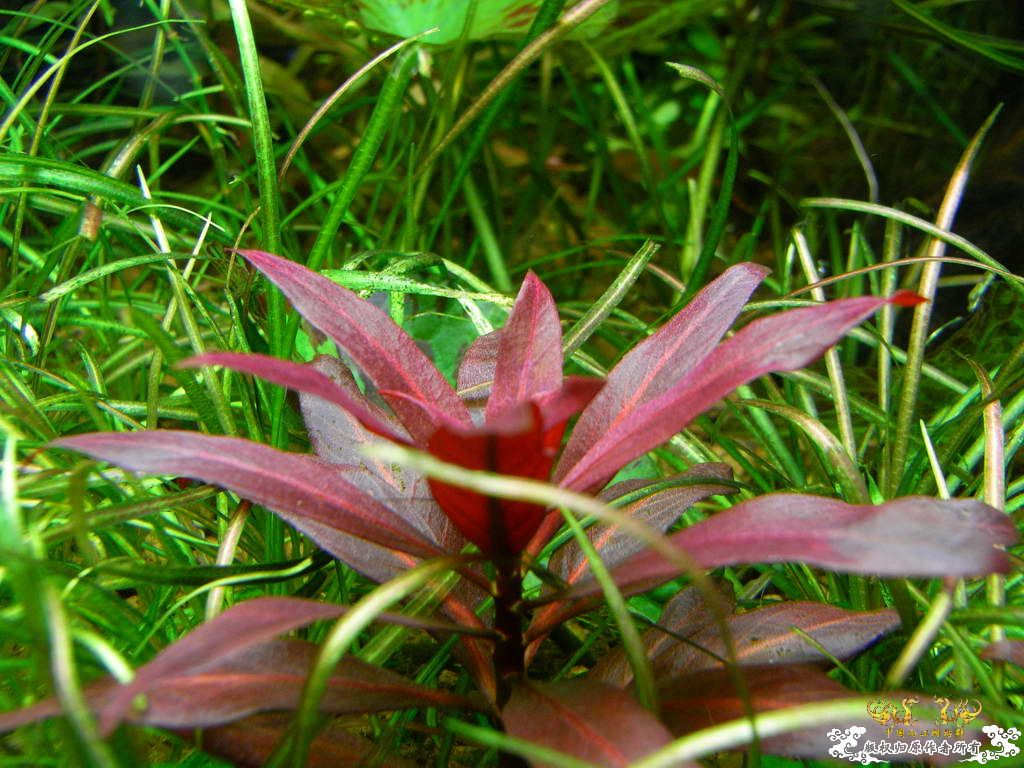 新人的一贴，发发小弟的灯鱼原生混养缸。