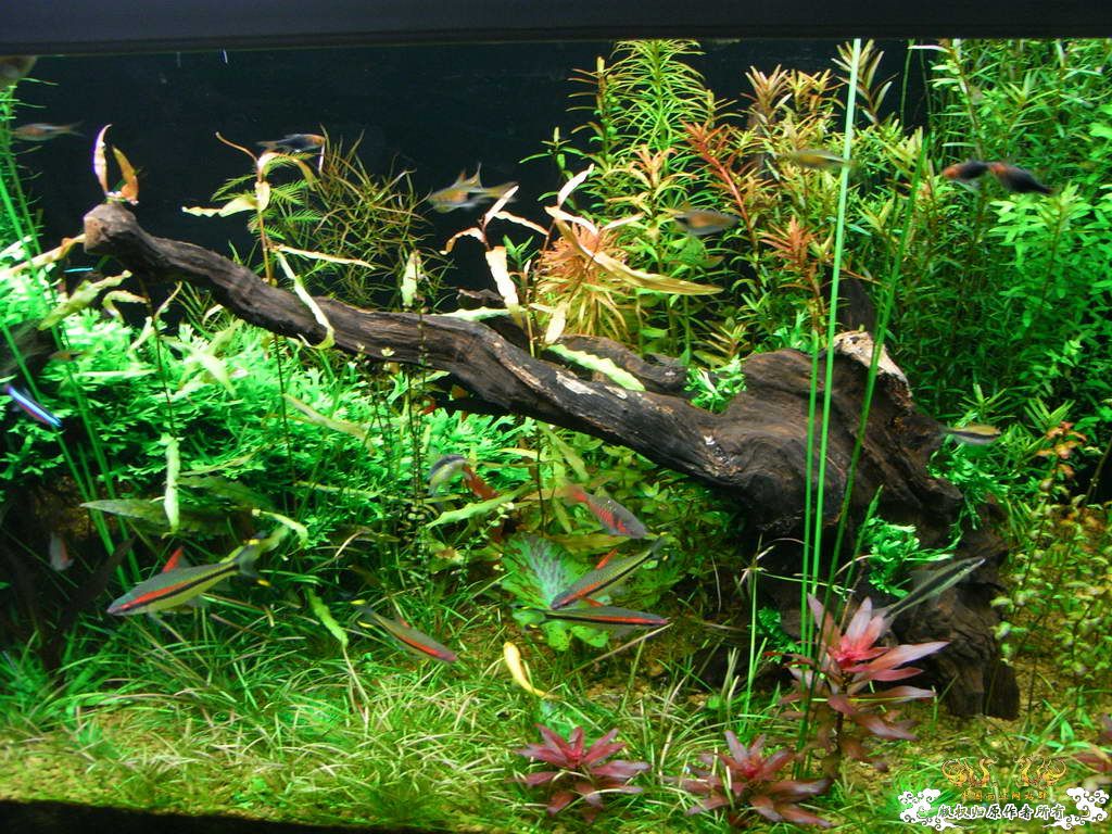 新人的一贴，发发小弟的灯鱼原生混养缸。