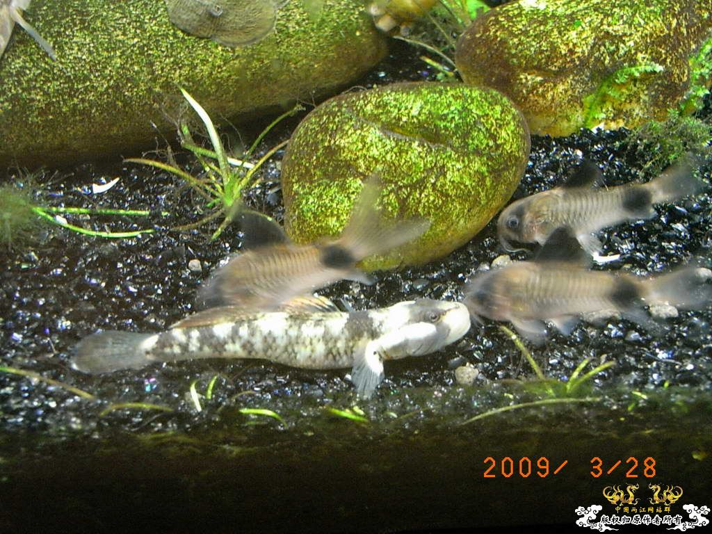 新人的一贴，发发小弟的灯鱼原生混养缸。