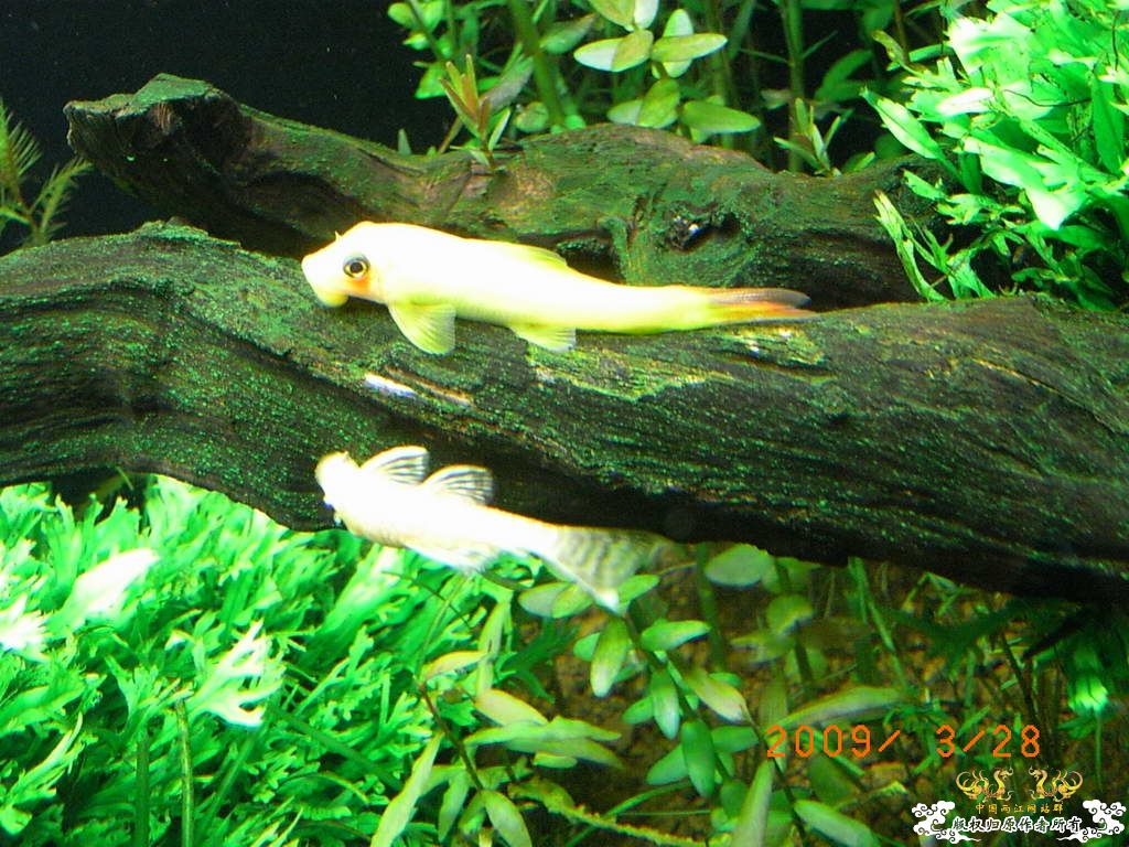 新人的一贴，发发小弟的灯鱼原生混养缸。