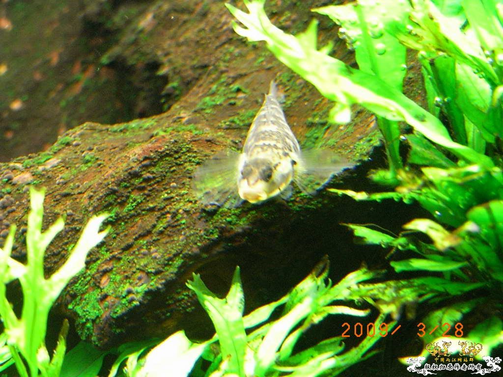 新人的一贴，发发小弟的灯鱼原生混养缸。
