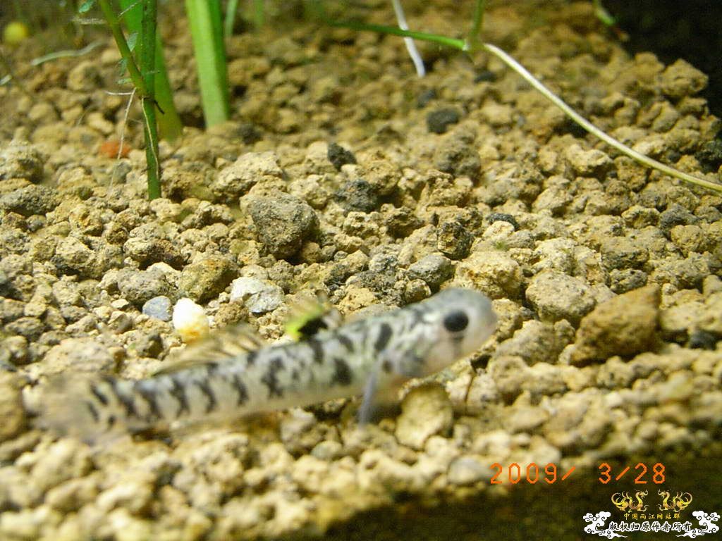 新人的一贴，发发小弟的灯鱼原生混养缸。