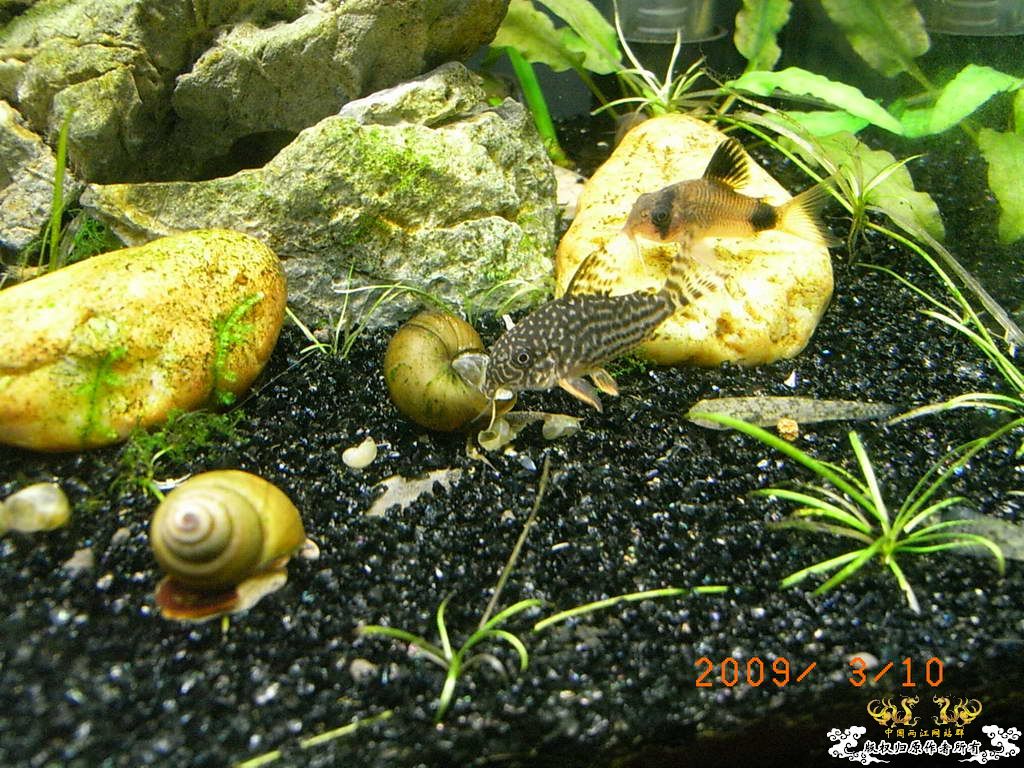 新人的一贴，发发小弟的灯鱼原生混养缸。