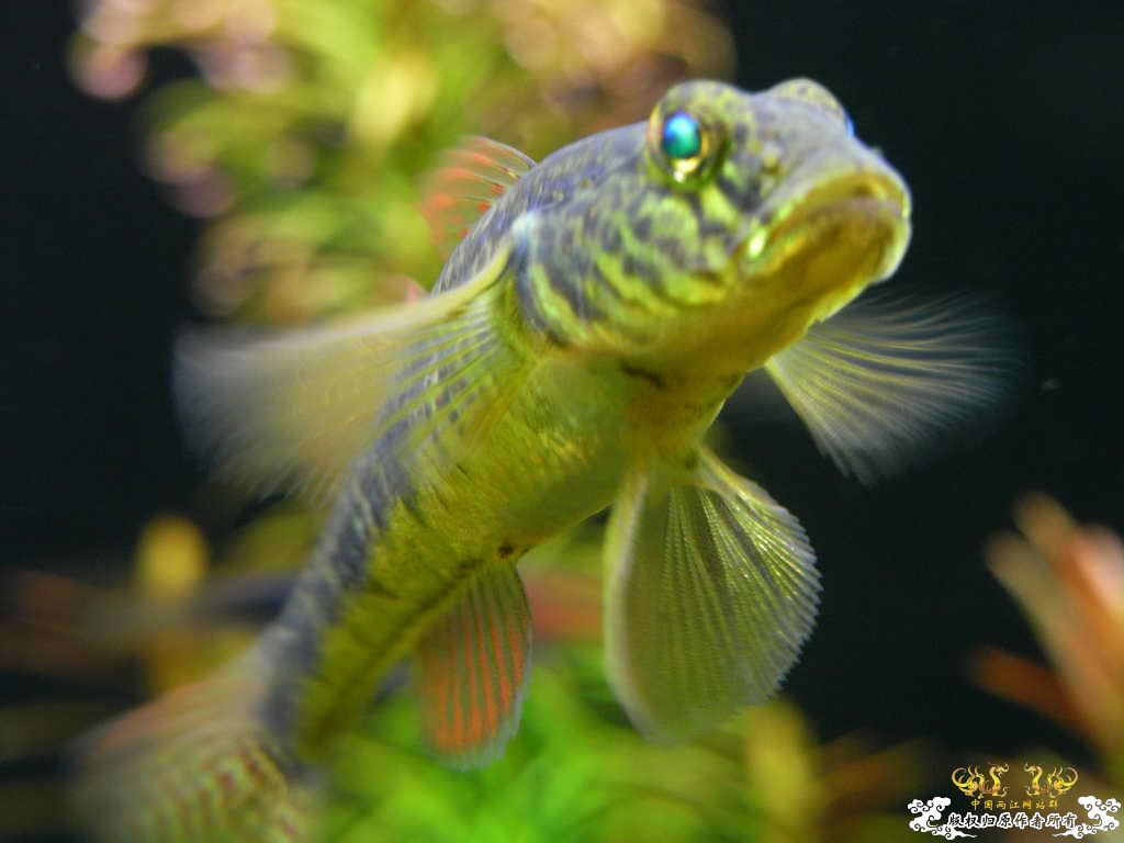 新人的一贴，发发小弟的灯鱼原生混养缸。