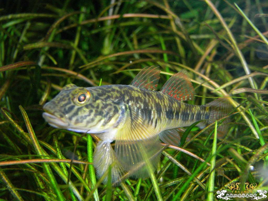 新人的一贴，发发小弟的灯鱼原生混养缸。