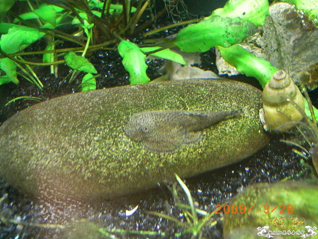 新人的一贴，发发小弟的灯鱼原生混养缸。