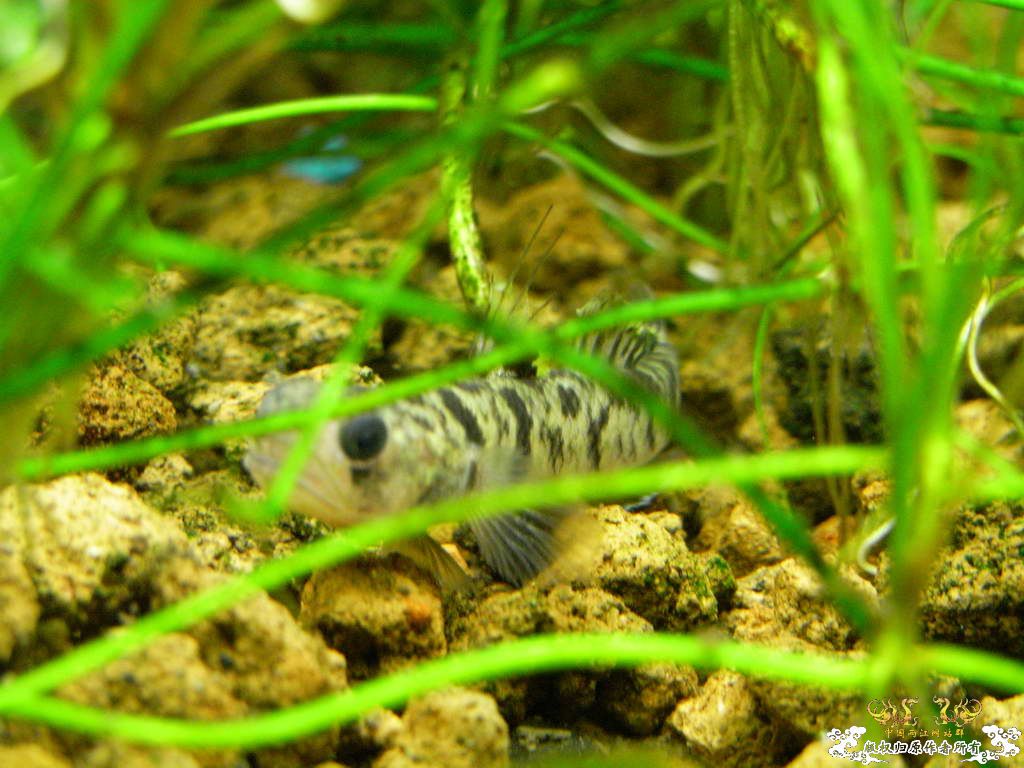 新人的一贴，发发小弟的灯鱼原生混养缸。