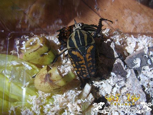 好久没发图了，上2对新买的花金龟