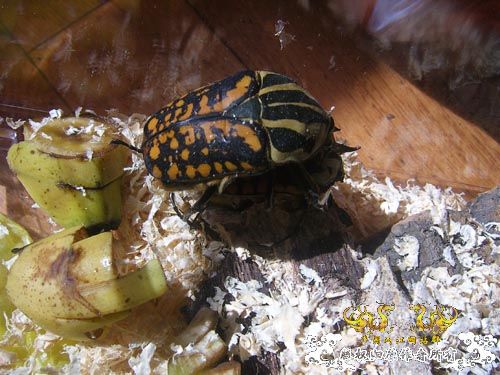 好久没发图了，上2对新买的花金龟