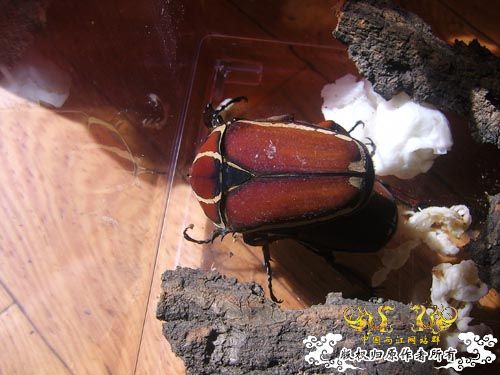 好久没发图了，上2对新买的花金龟