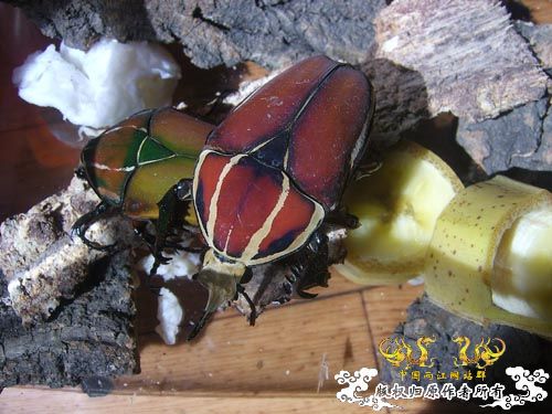 好久没发图了，上2对新买的花金龟