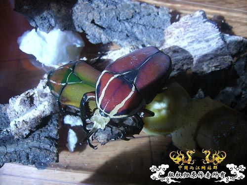 好久没发图了，上2对新买的花金龟