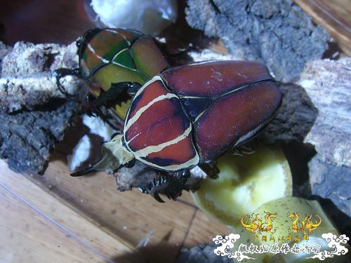 好久没发图了，上2对新买的花金龟