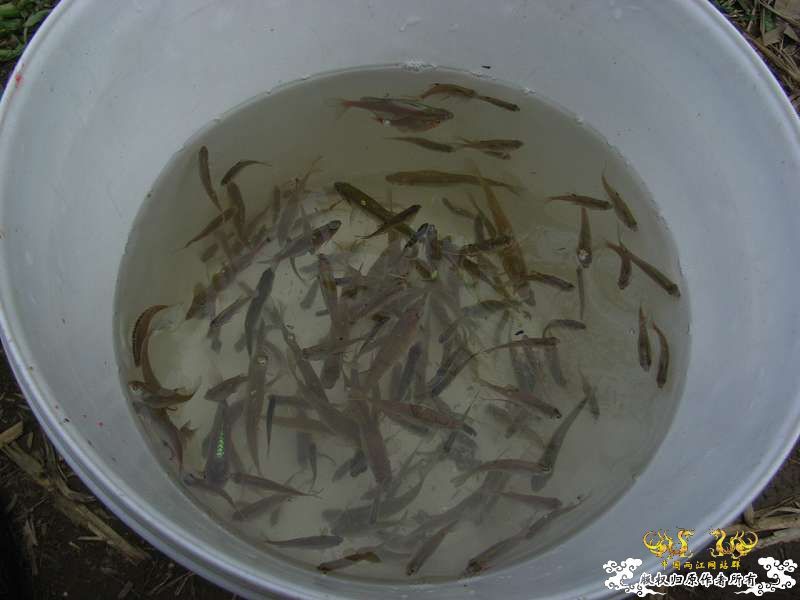 连续两个周末的野采(广西柳江河支流)