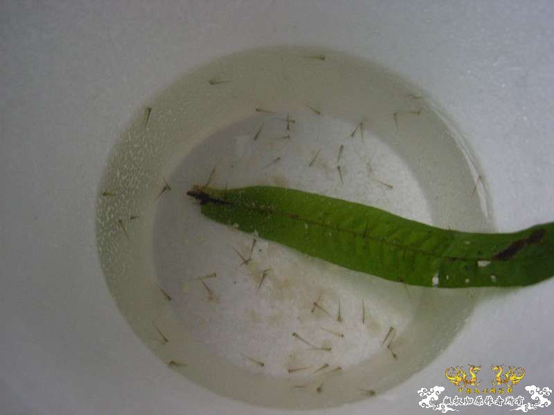 连续两个周末的野采(广西柳江河支流)