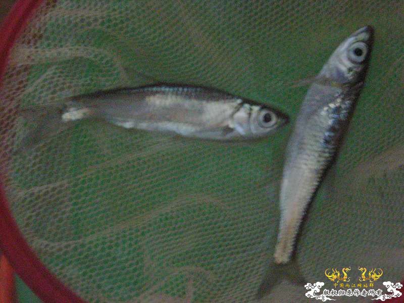 连续两个周末的野采(广西柳江河支流)