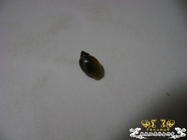 那卵的爸妈