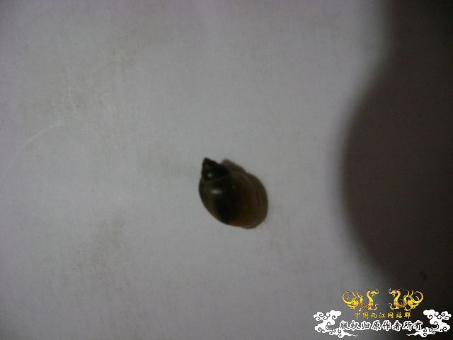 那卵的爸妈