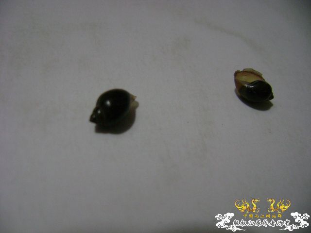 那卵的爸妈