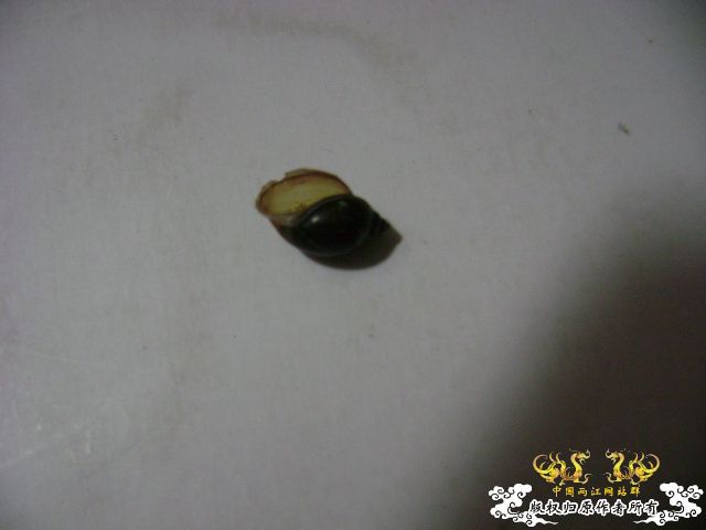 那卵的爸妈