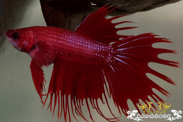 555明天可能见上帝的冠尾泰斗