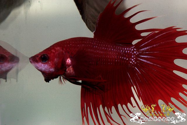 555明天可能见上帝的冠尾泰斗