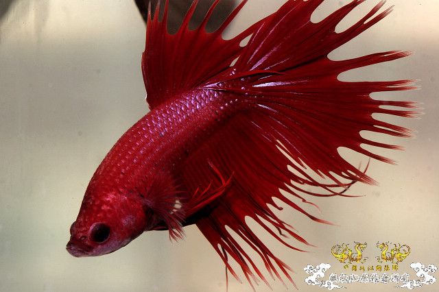 555明天可能见上帝的冠尾泰斗