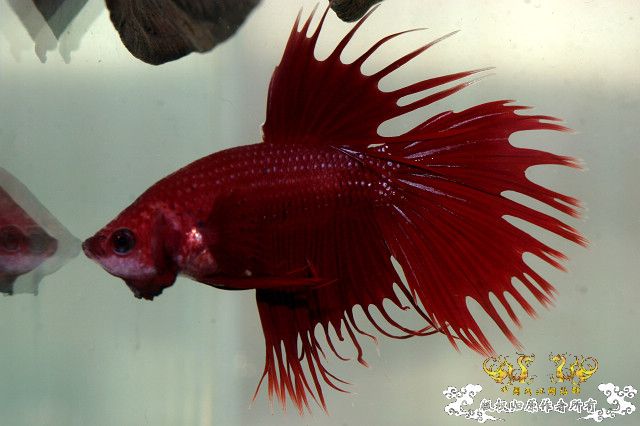 555明天可能见上帝的冠尾泰斗