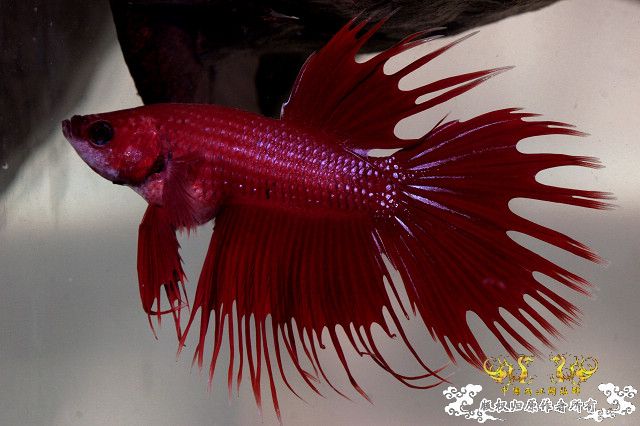 555明天可能见上帝的冠尾泰斗