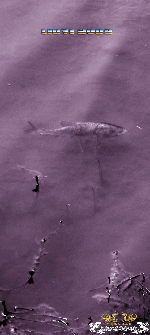 回龙山之打龟行