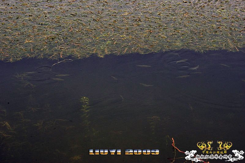 回龙山之打龟行