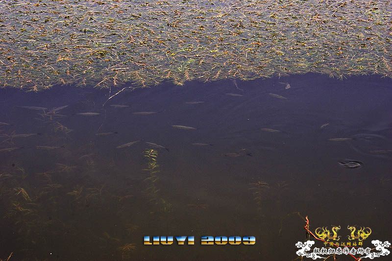 回龙山之打龟行