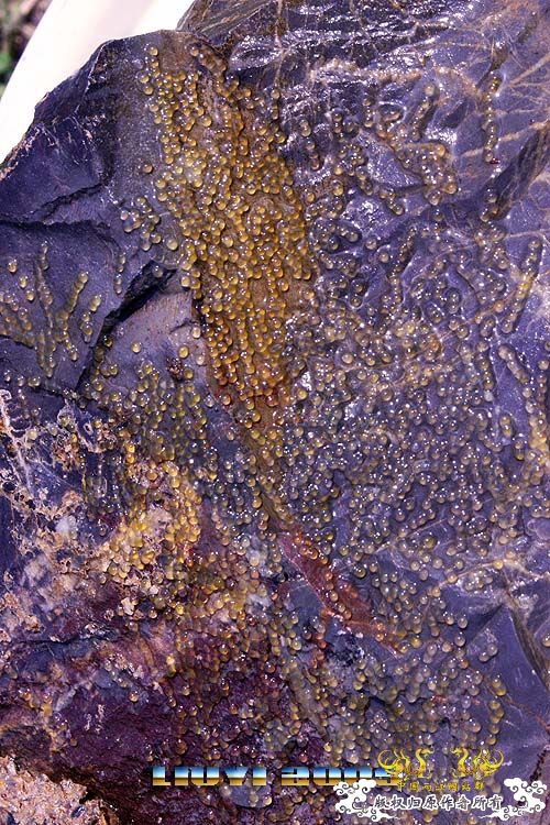 回龙山之打龟行