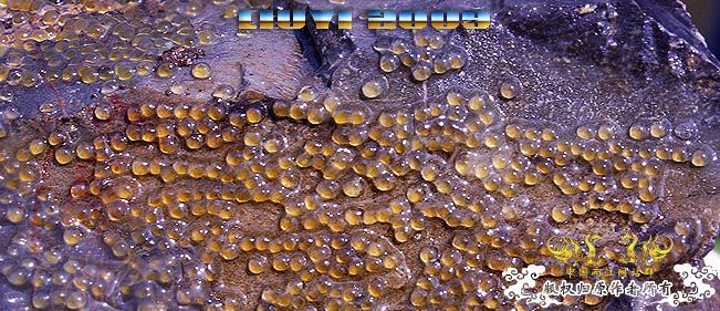 回龙山之打龟行