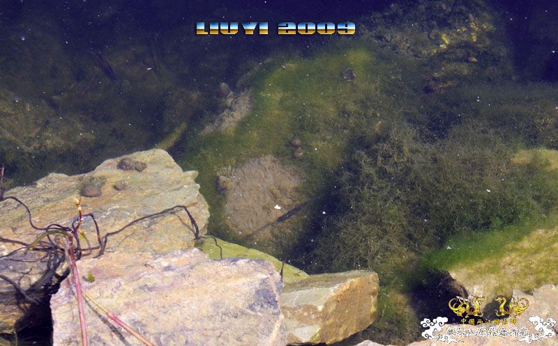 回龙山之打龟行