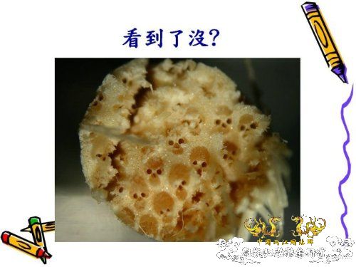 一次性筷子里的骷髅