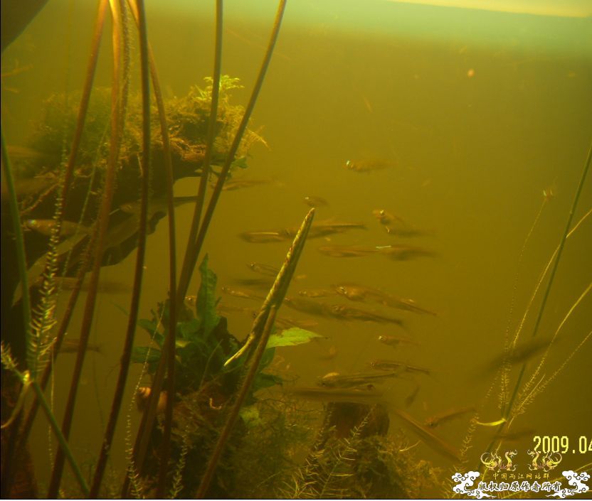 [原创]冒泡来了
