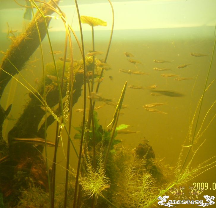 [原创]冒泡来了