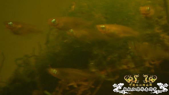 [原创]冒泡来了