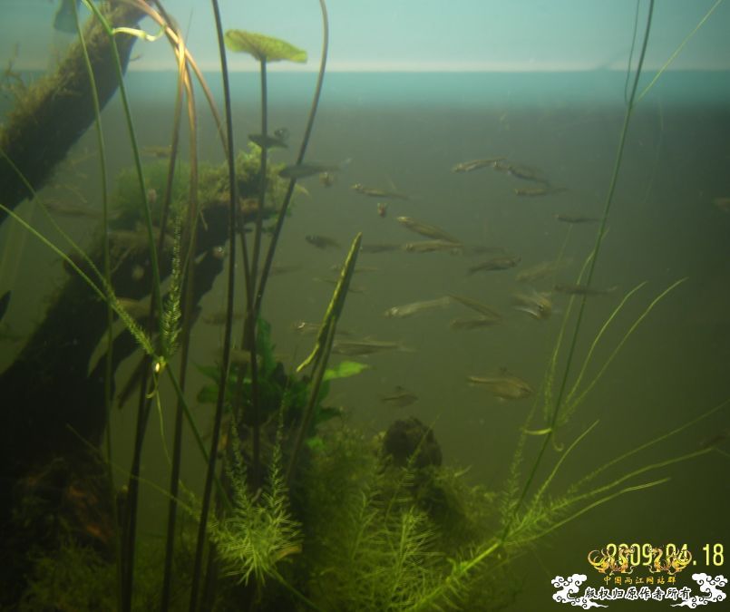 [原创]冒泡来了