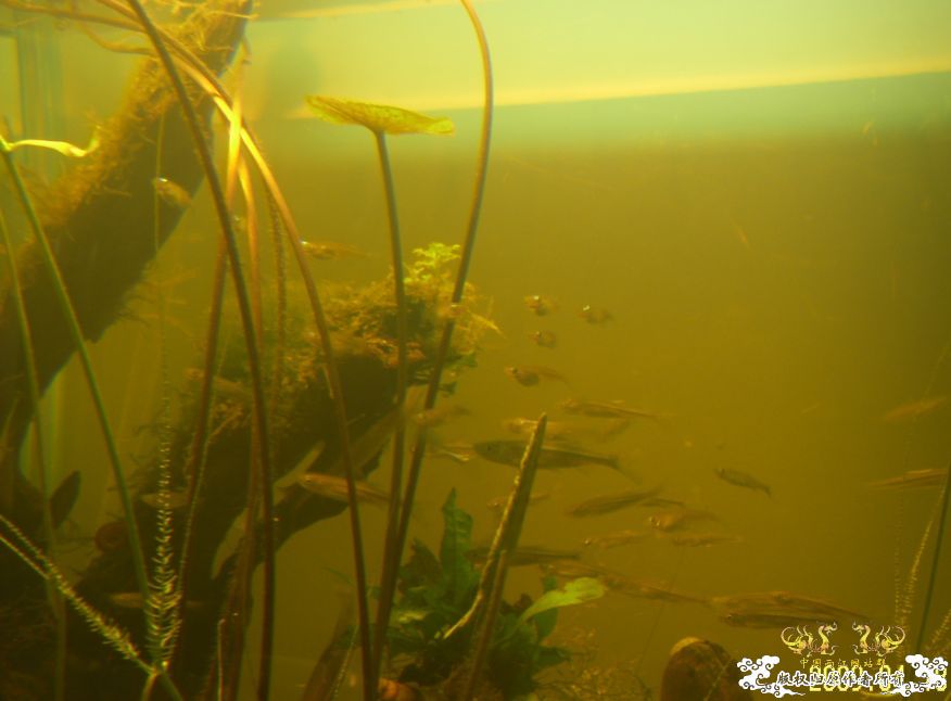 [原创]冒泡来了