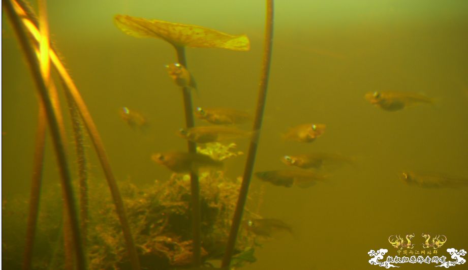 [原创]冒泡来了