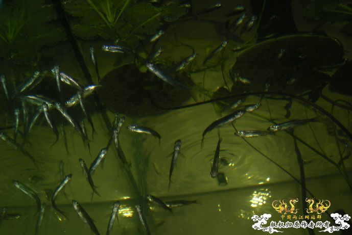 [原创]冒泡来了