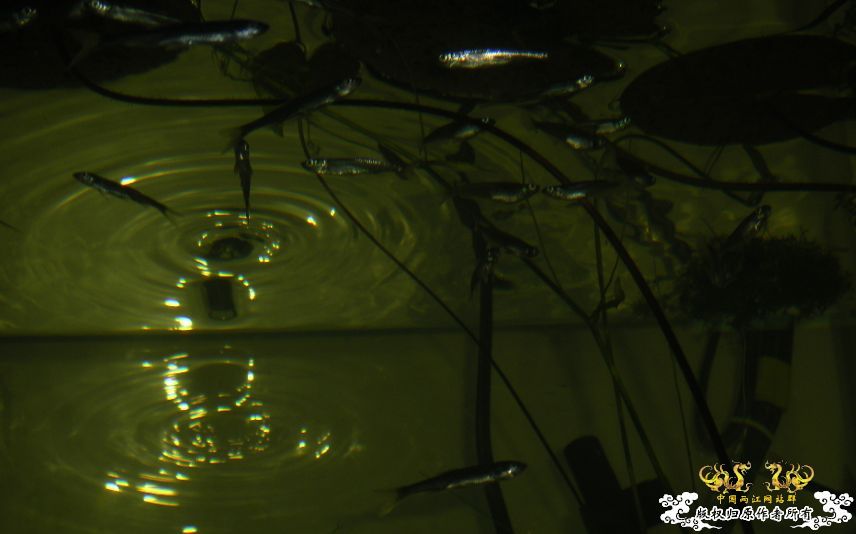 [原创]冒泡来了