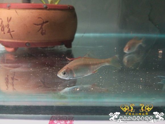 高手来认旁皮