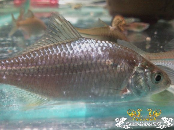 高手来认旁皮